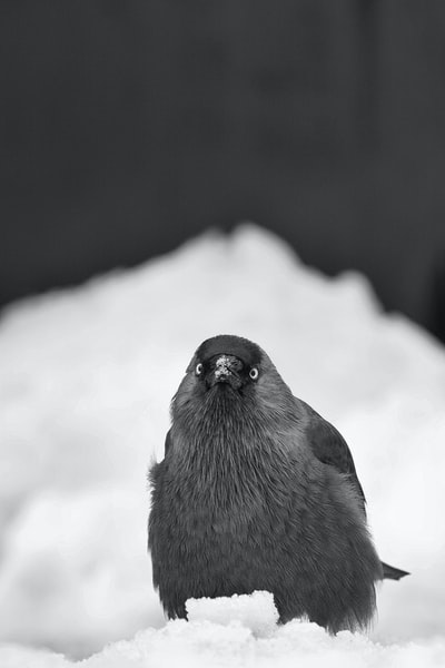 雪地上的黑白相间的鸟